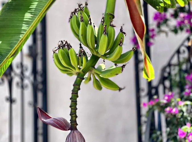 Appartement Del Mar *